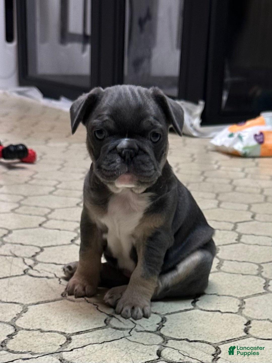 French Bulldog dogs for sale: Armani - Ad 13