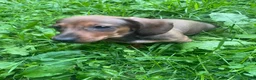 Miniature Dachshund dogs for sale: Hazel - Ad 7