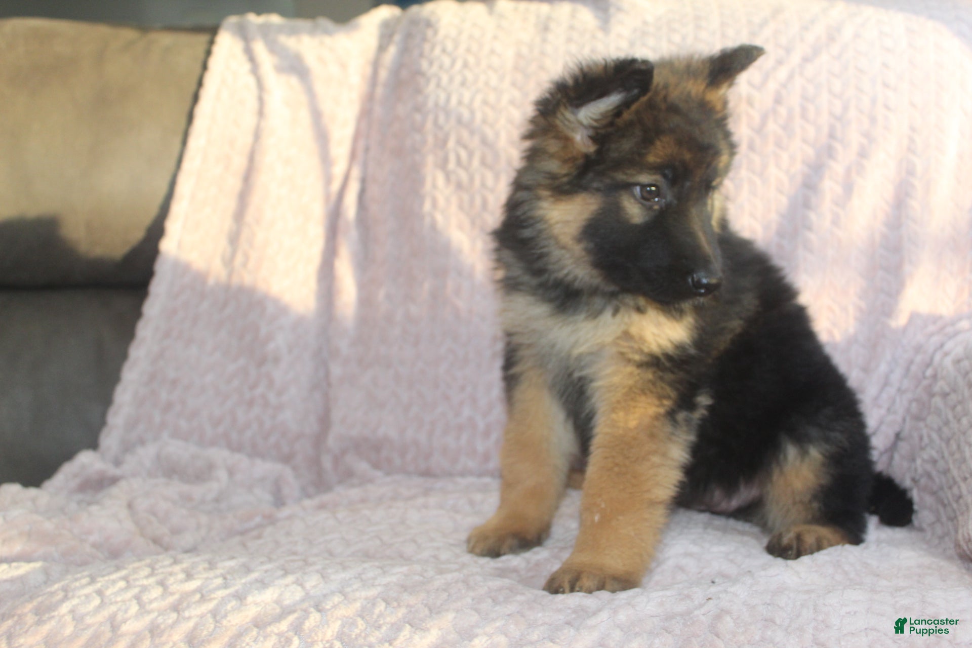 German Shepherd dogs Baily - Ad 2