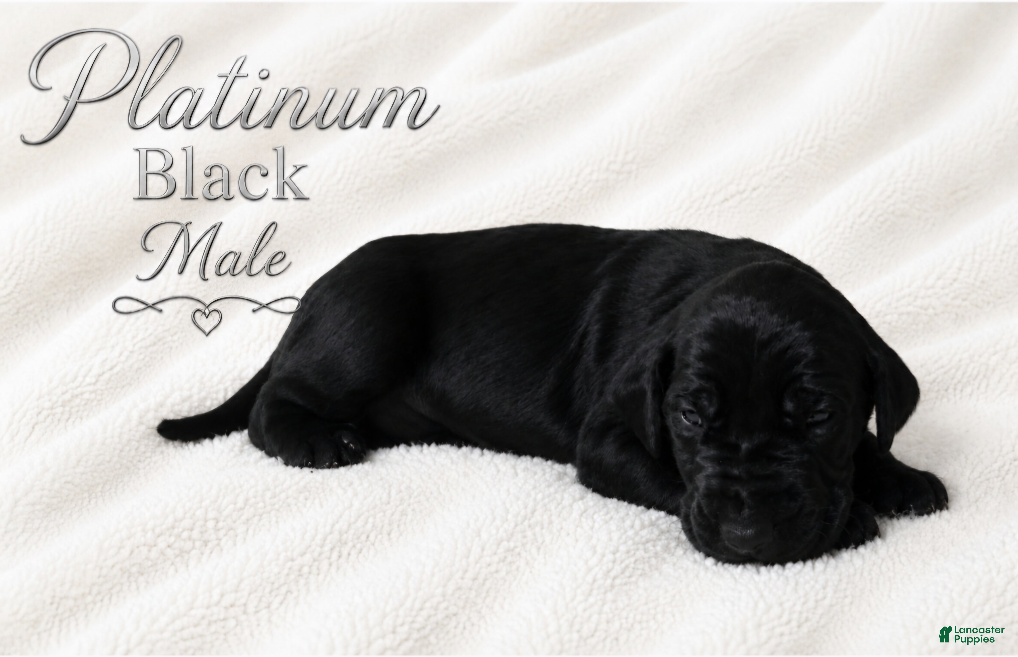 Great Dane dogs Platinum  - Ad 41