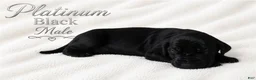 Great Dane dogs for sale: Platinum  - Ad 1