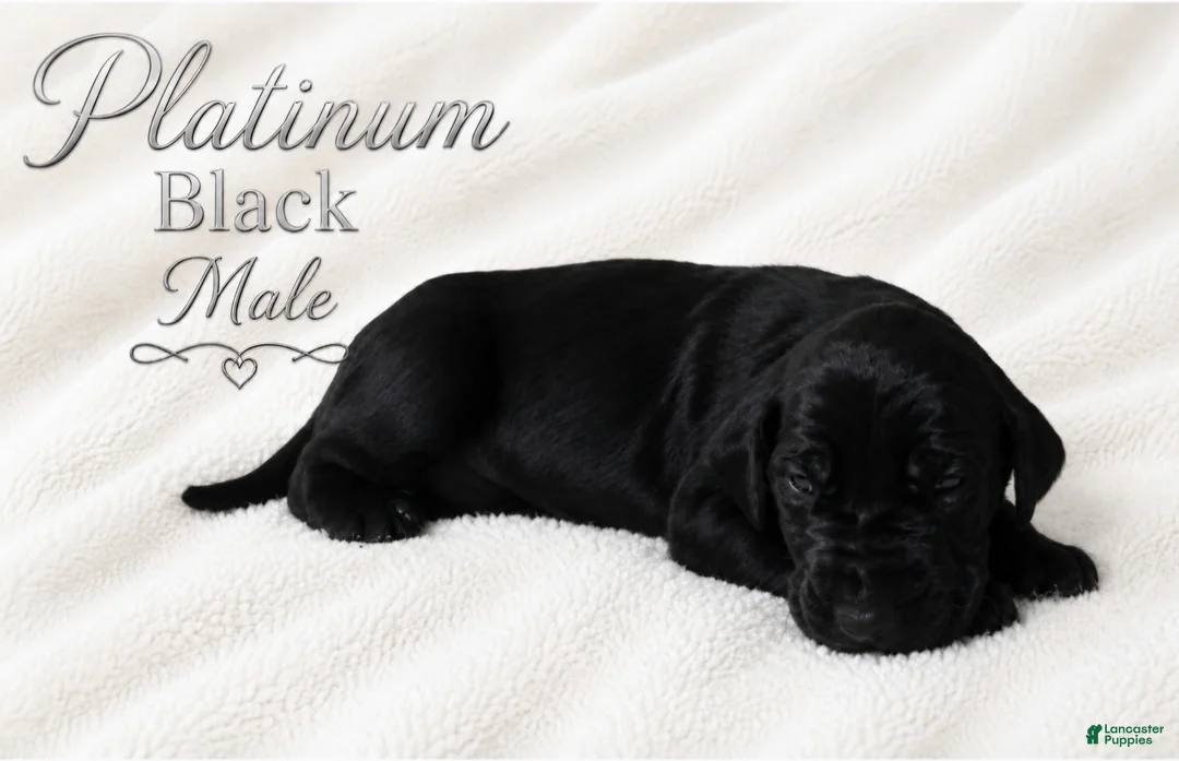 Great Dane dogs for sale: Platinum  - Ad 1