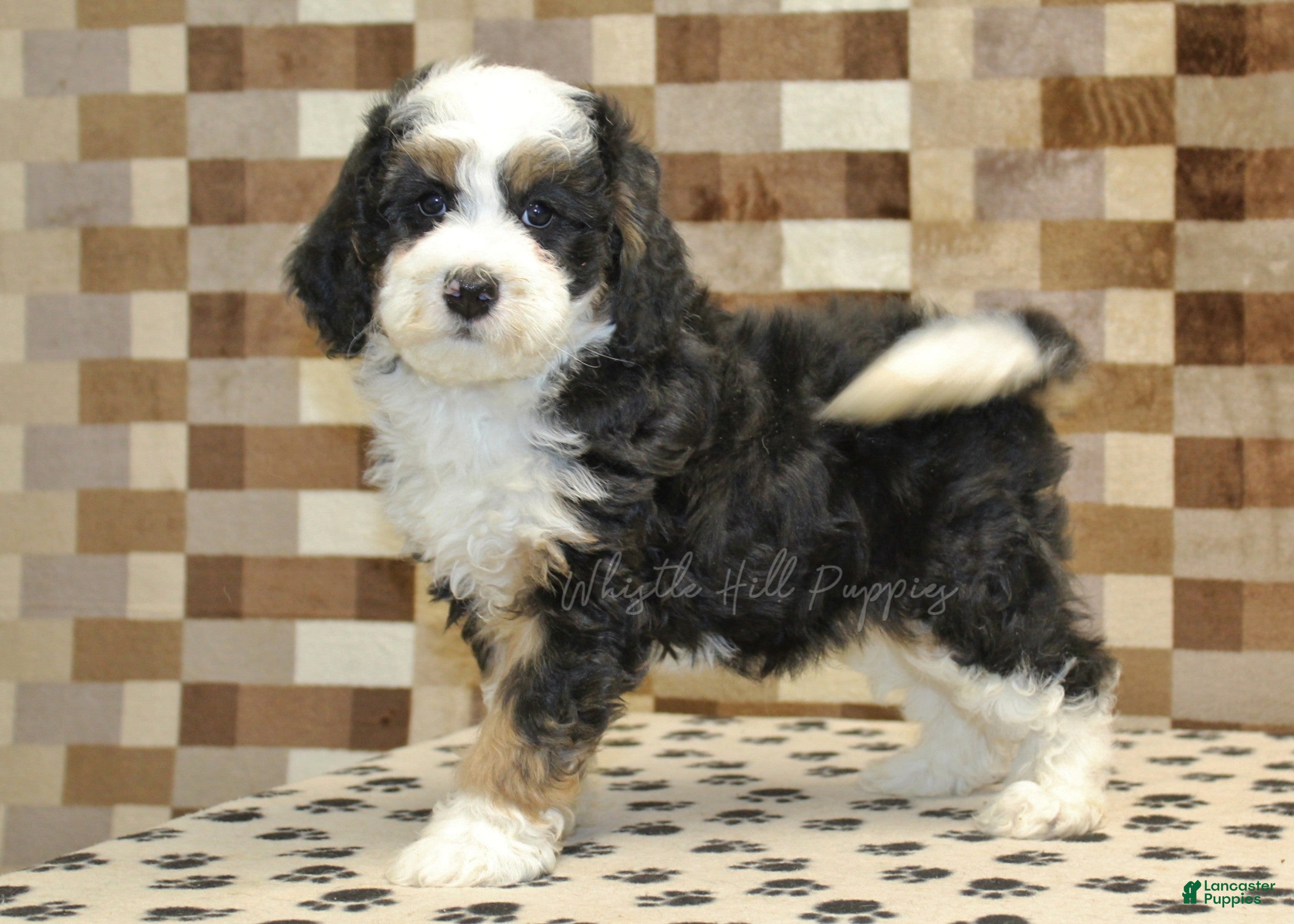 Mini Bernedoodle dogs Larry - Ad 2