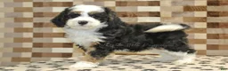 Mini Bernedoodle dogs for sale: Larry - Ad 2