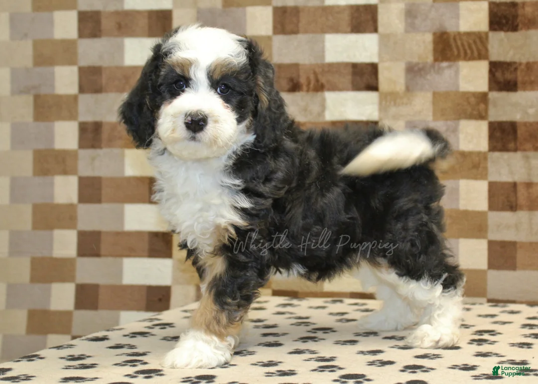 Mini Bernedoodle dogs for sale: Larry - Ad 2