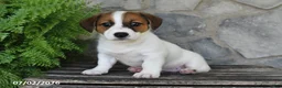Jack Russell Terrier dogs for sale: Makayla - Ad 4