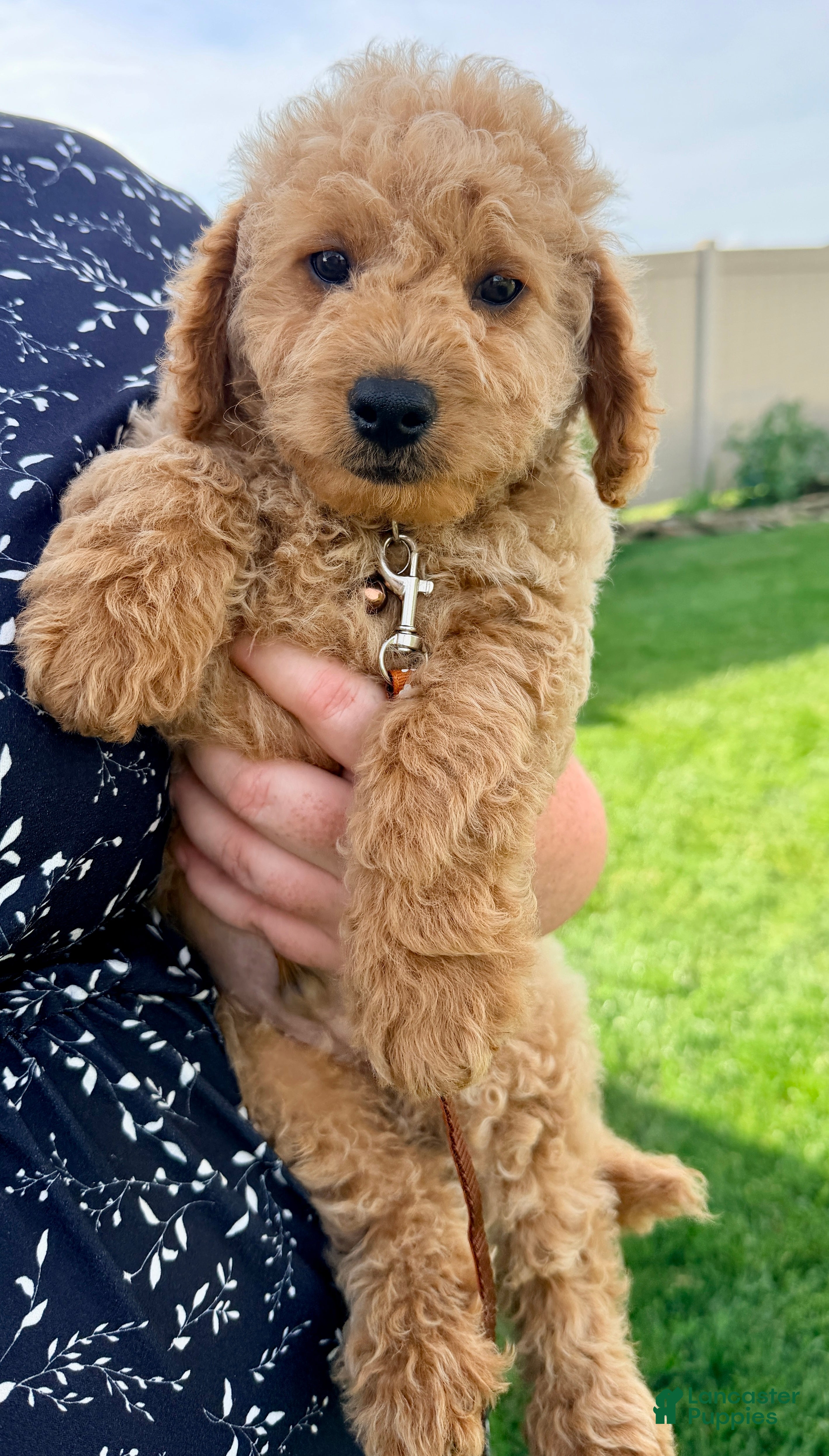 Mini Goldendoodle dogs Scout  - Ad 2