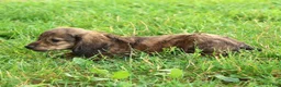 Miniature Dachshund dogs for sale: Josh - Ad 6