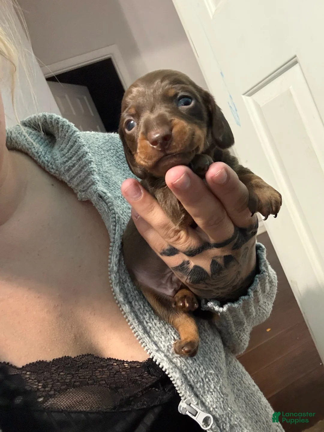 Miniature Dachshund dogs for sale: Boy - Ad 1