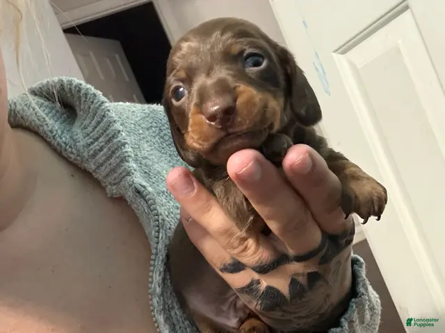 Miniature Dachshund dogs for sale: Boy - Ad 7