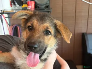 German Shepherd dogs Turbo - Ad 9