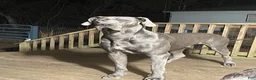 Great Dane dogs for sale: Chevy - Ad 10