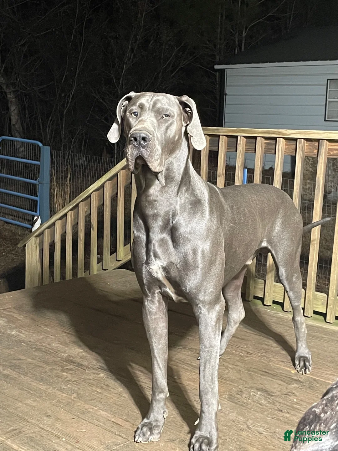 Great Dane dogs for sale: Chevy - Ad 10