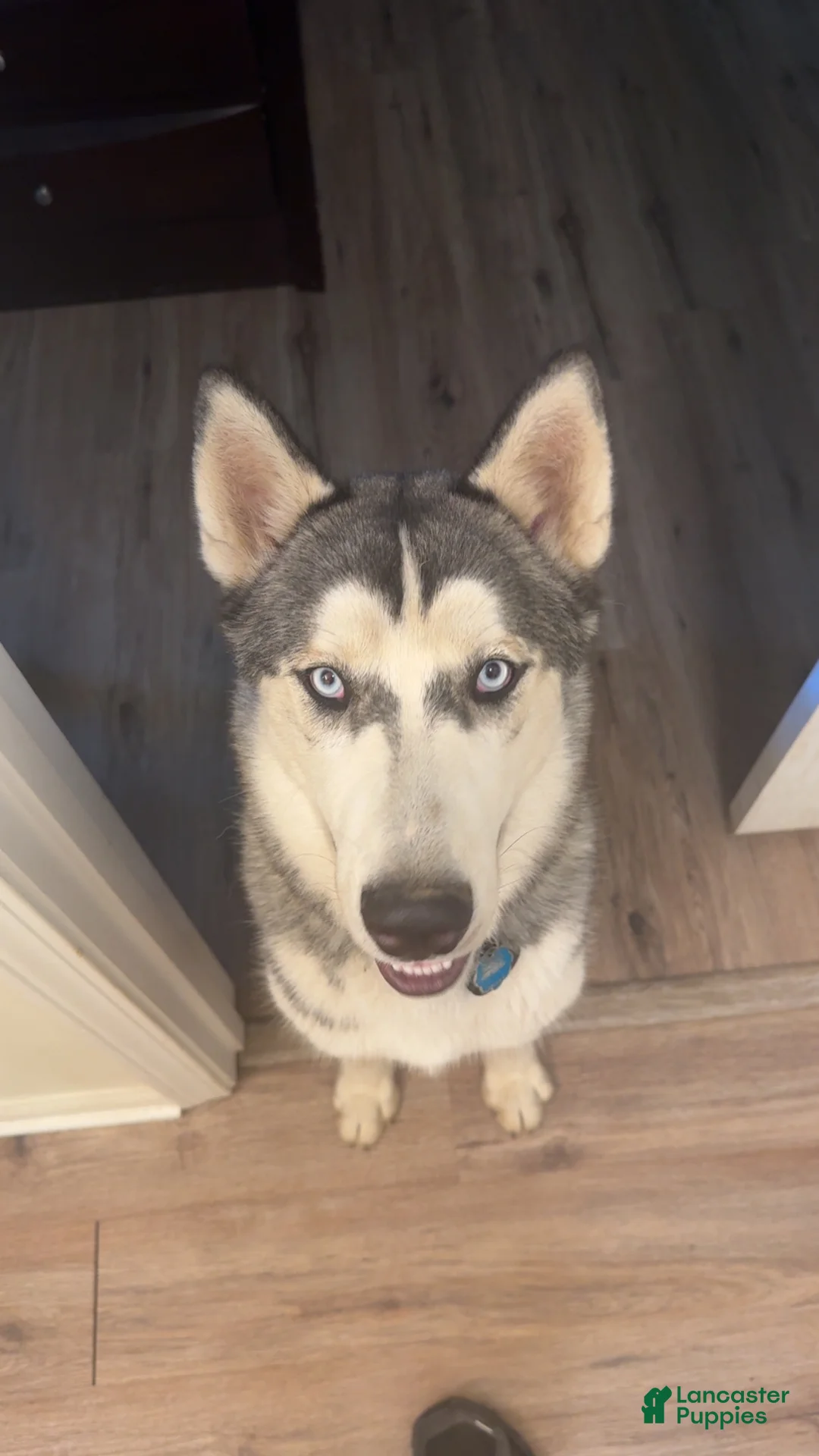 Mixed Breed dogs for sale:  Tank - Ad 10