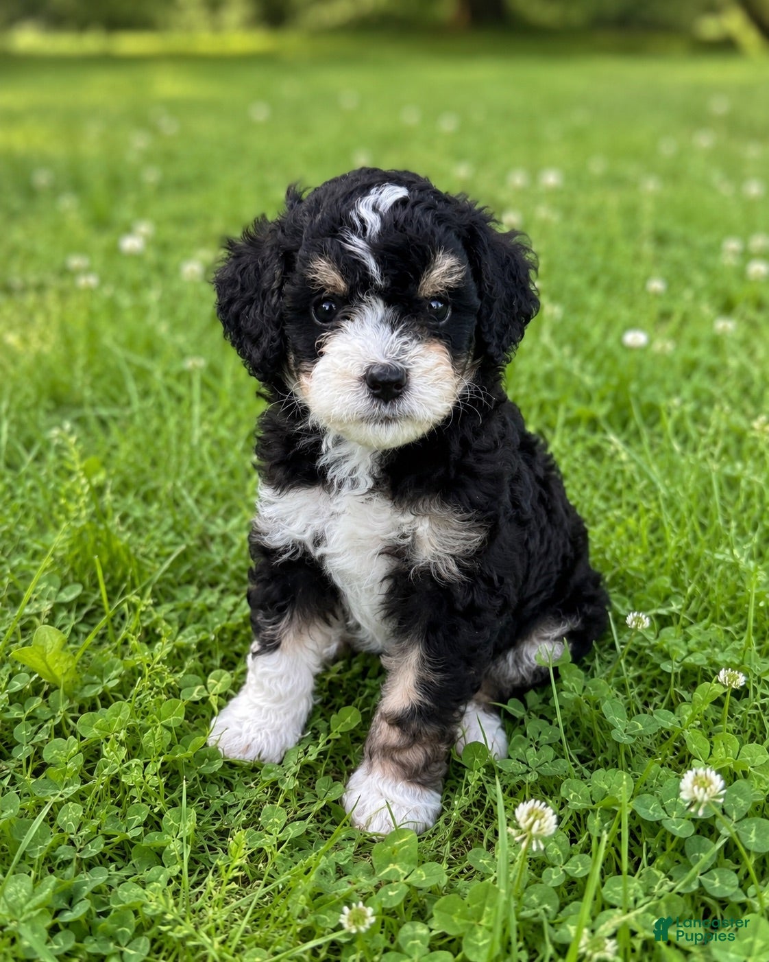 Mini Bernedoodle dogs for sale: Gale - Ad 3