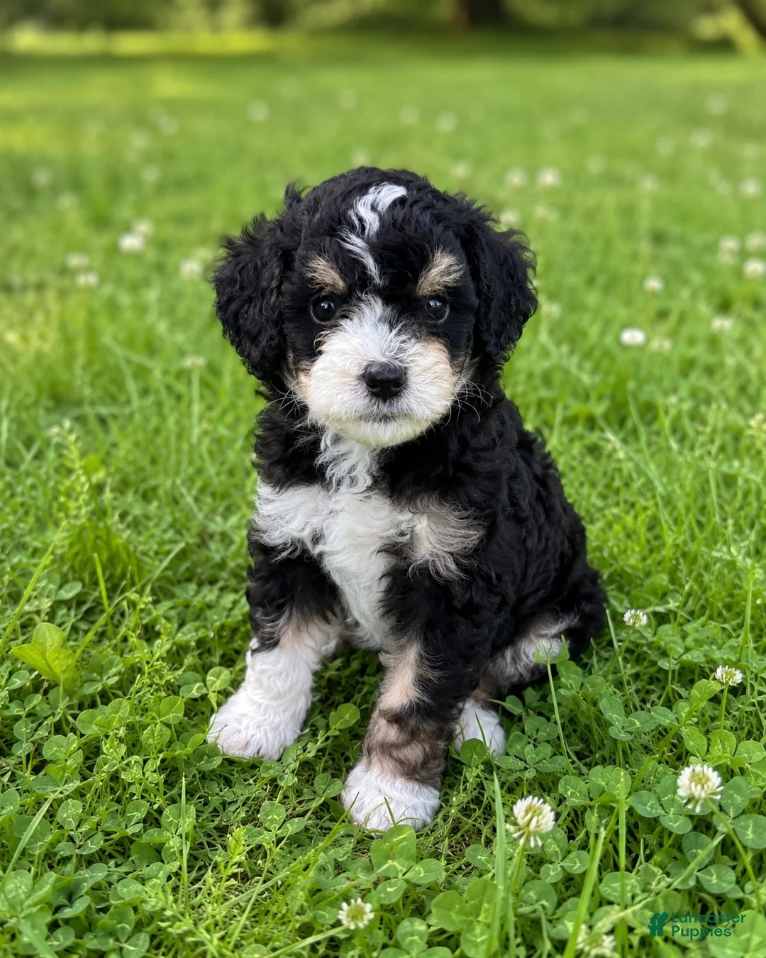Mini Bernedoodle dogs for sale: Gale - Ad 1