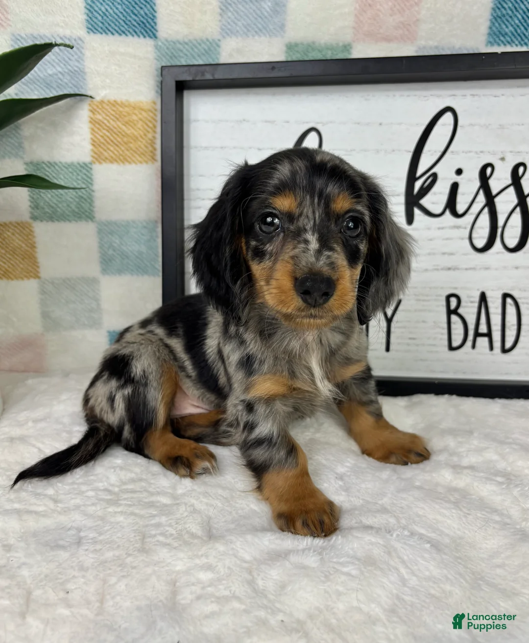 Miniature Dachshund dogs for sale: Danny - Ad 7