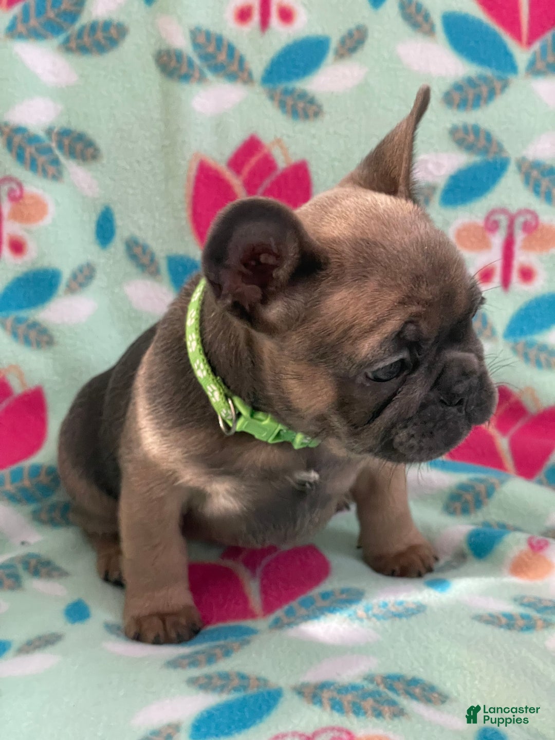 French Bulldog dogs for sale:  Puppy 2 - Ad 2