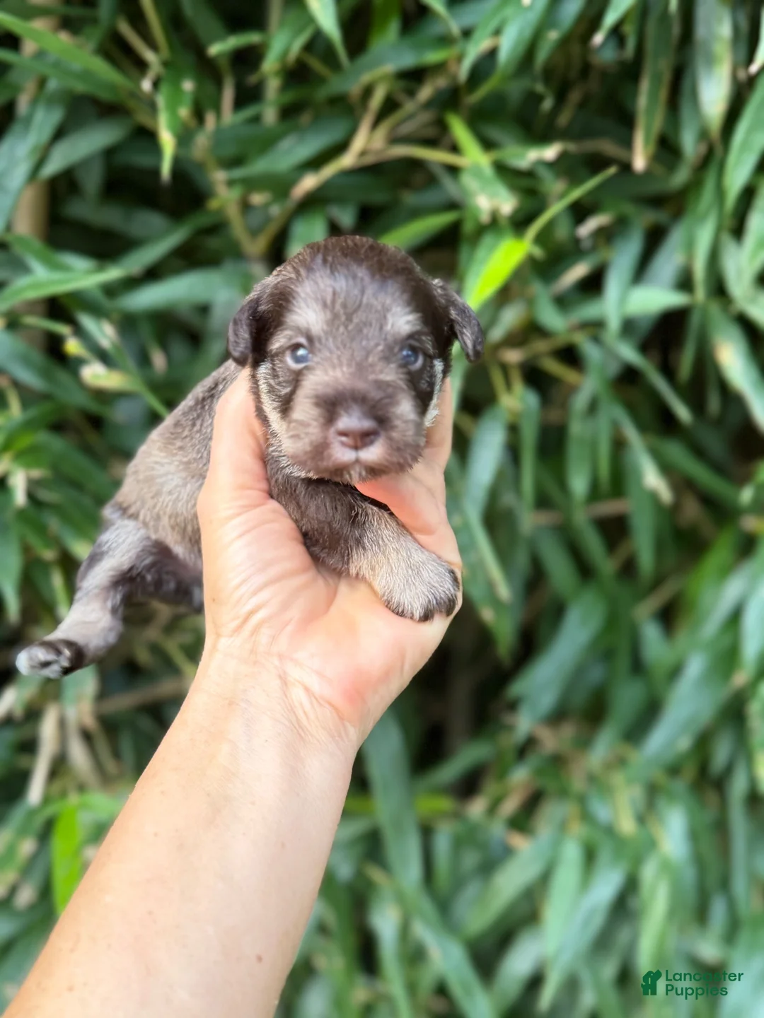 Miniature Schnauzer dogs for sale: Miniature Schnauzer 4 - Ad 1