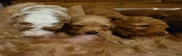 Mini Goldendoodle dogs for sale: Mini Goldendoodle 3 "Maple" pending  - Ad 24