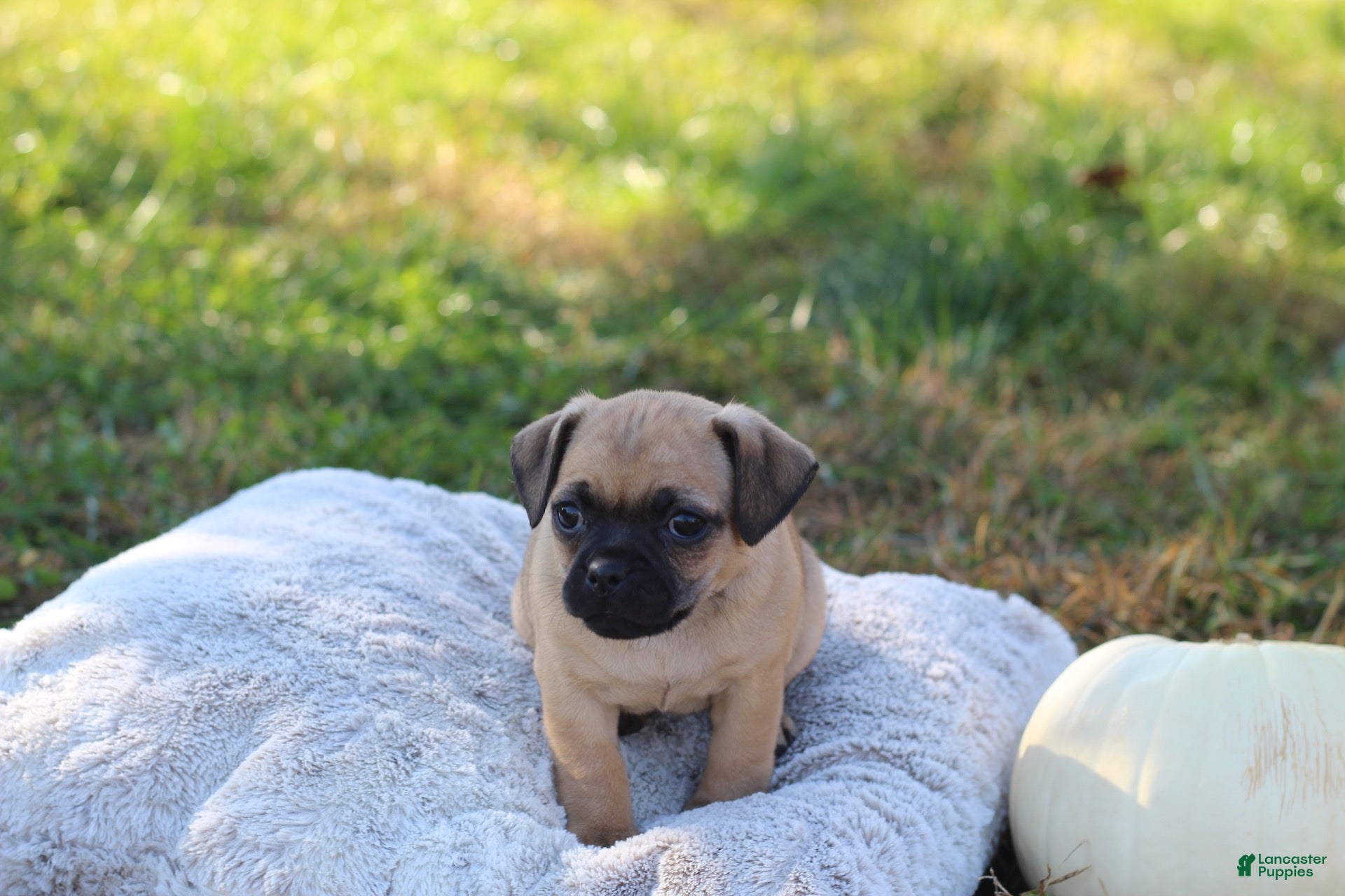 Jug dogs for sale: Denver - Ad 2