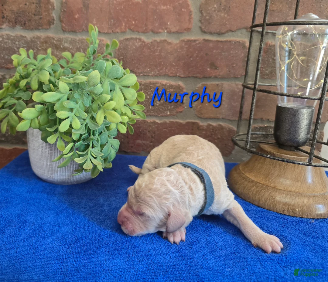 Goldendoodle dogs for sale: Mini Goldendoodle 1 - Ad 2