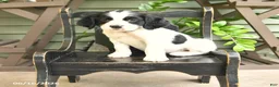 English Springer Spaniel dogs for sale: Dakota - Ad 3