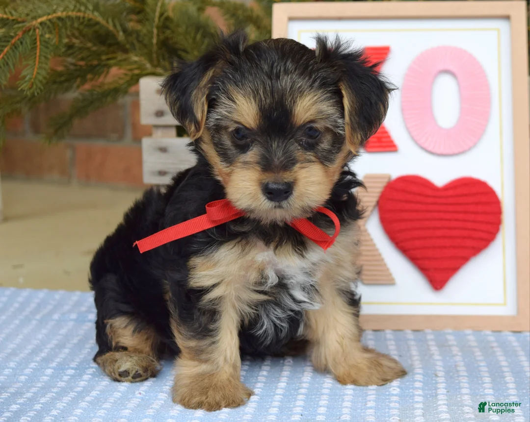 Yorkshire Terrier dogs for sale: Payton - Ad 7