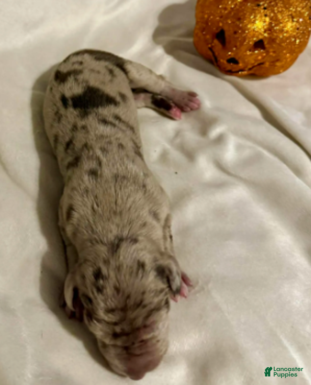 Great Dane dogs for sale: Kovu - Ad 3