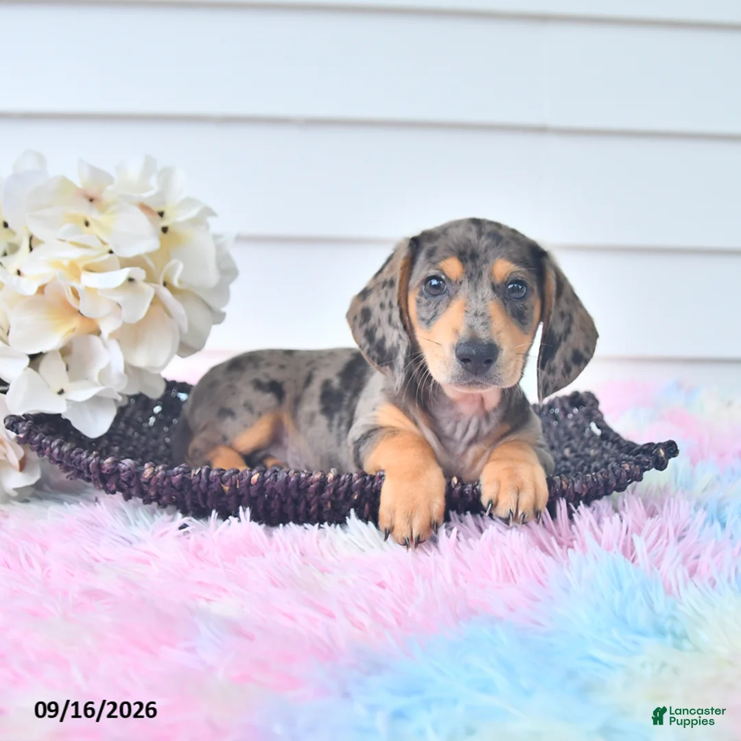 Miniature Dachshund dogs for sale: Ian - Ad 2