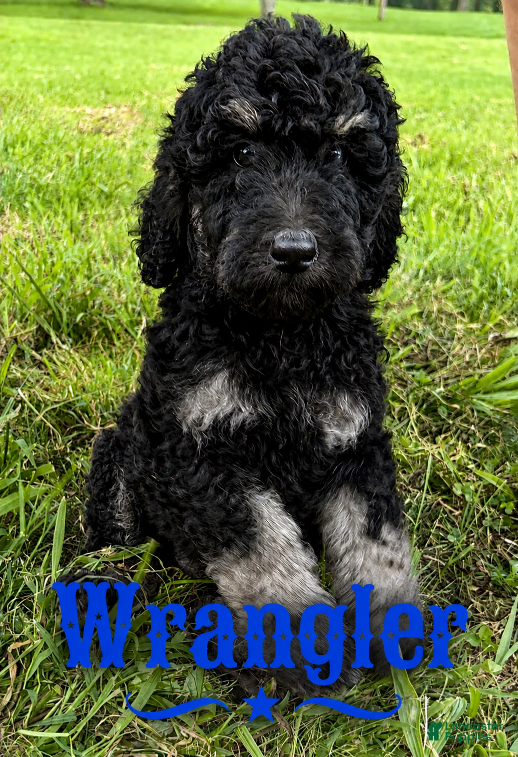 Standard Poodle dogs Wrangler - Ad 1