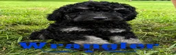 Standard Poodle dogs for sale: Wrangler - Ad 1