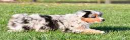 Miniature Australian Shepherd dogs for sale: Anika - Ad 9