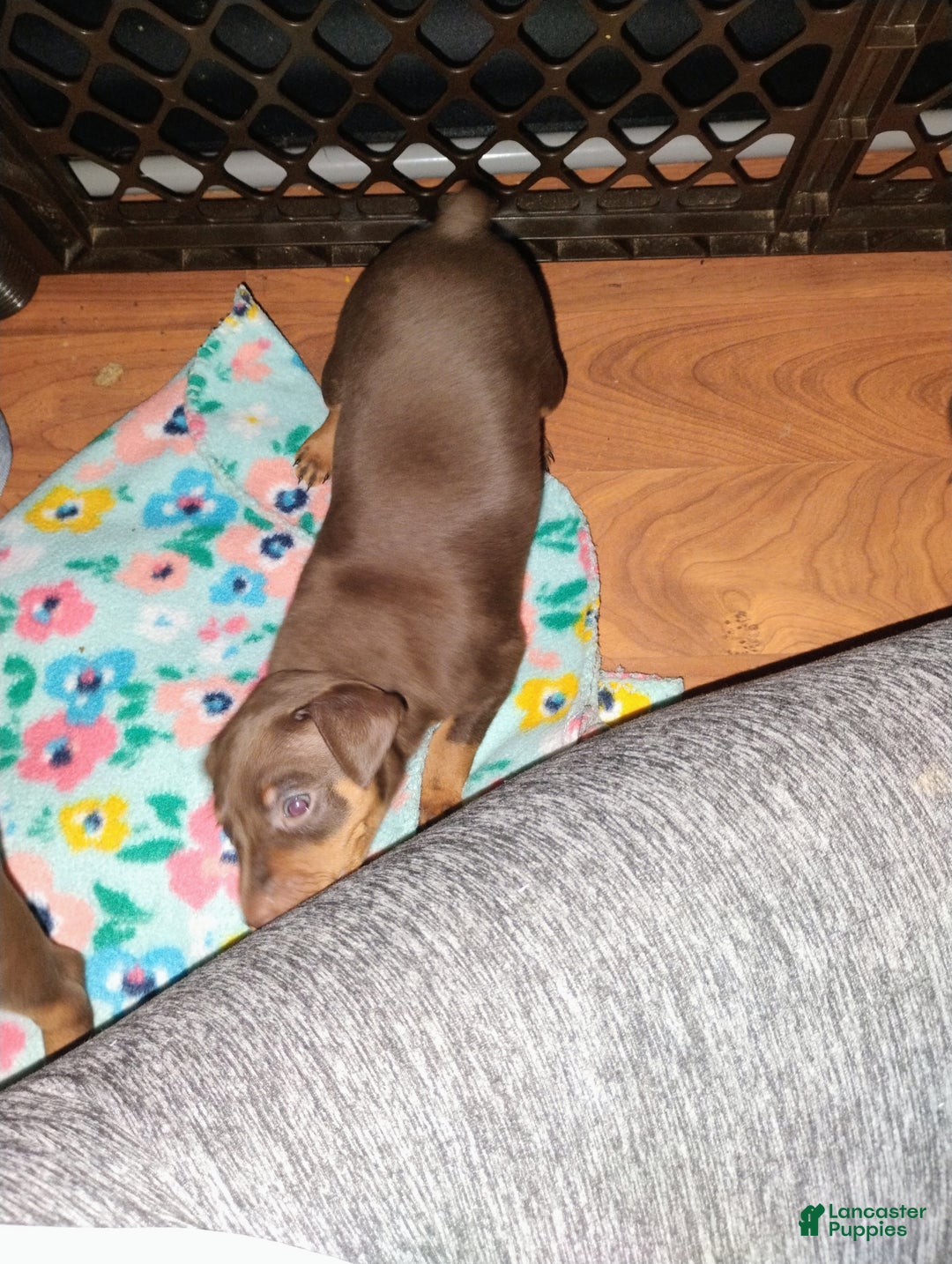 Miniature Pinscher dogs for sale: Zoey  - Ad 5