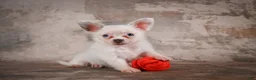 Chihuahua dogs for sale: Alex - Ad 1