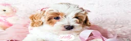 Cavapoo dogs for sale: Lilly - Ad 20