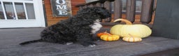 Portuguese Water Dog dogs for sale: Cody - Ad 10