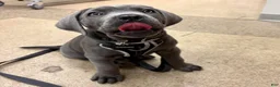 Cane Corso dogs for sale: Christ - Ad 5