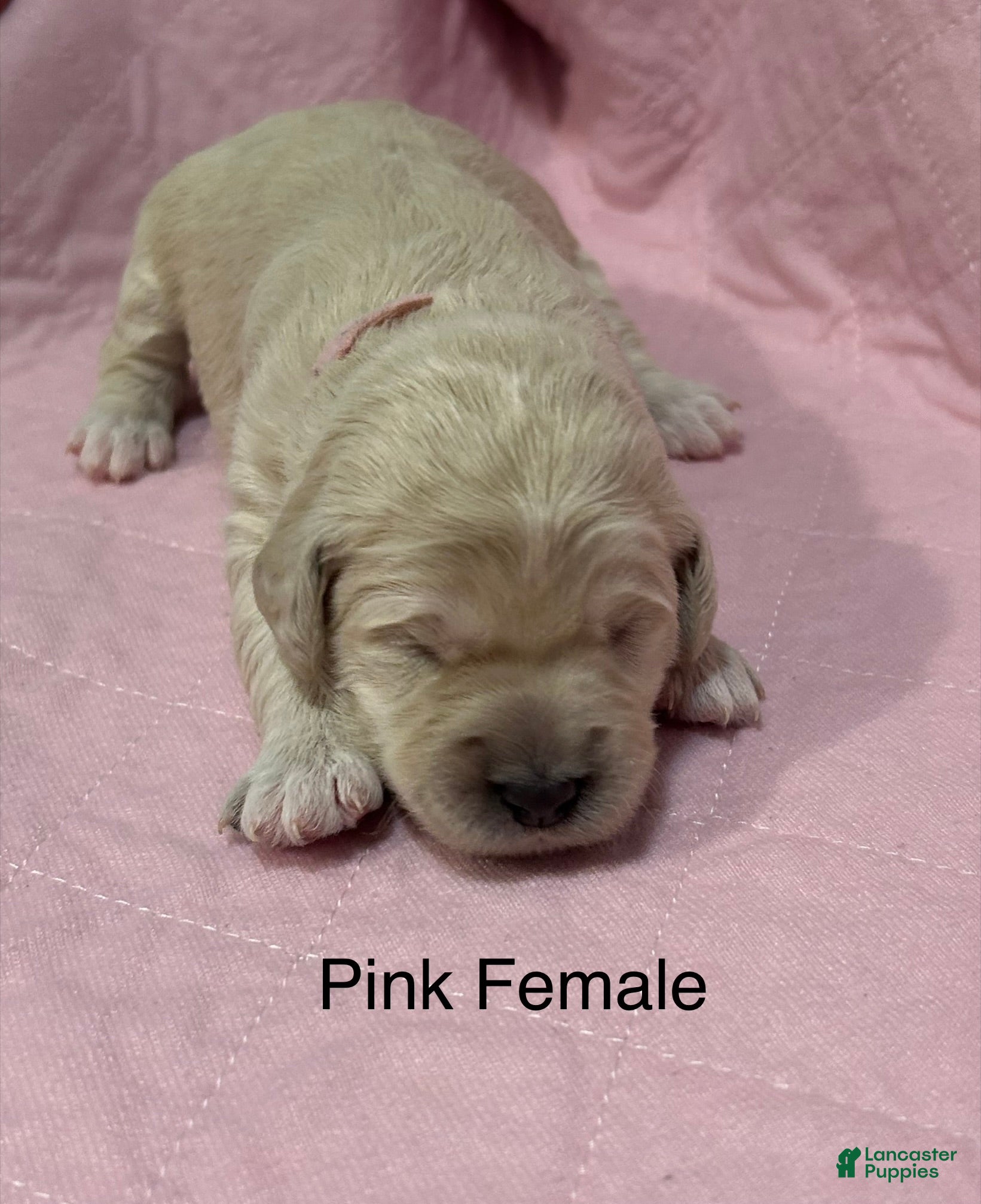 Goldendoodle dogs Pink Female Goldendoodle  - Ad 20