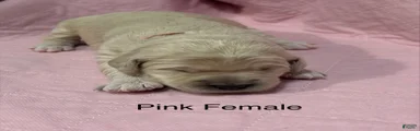 Pink Female Goldendoodle 