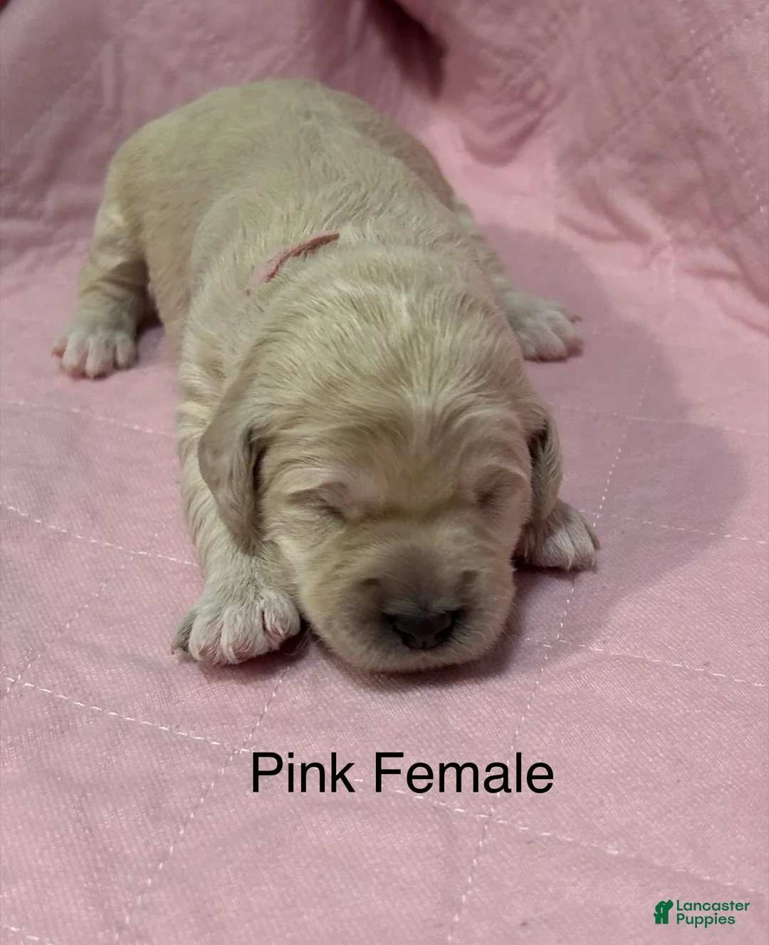 Goldendoodle dogs for sale: Pink Female Goldendoodle  - Ad 1