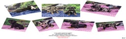 Catahoula Leopard Dog dogs for sale: Luna 2025 Male 1 - Ad 29