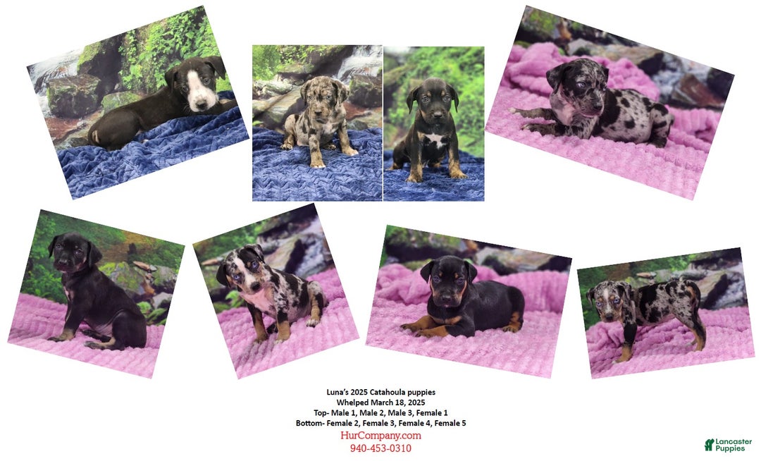 Catahoula Leopard Dog dogs for sale: Luna 2025 Male 1 - Ad 29
