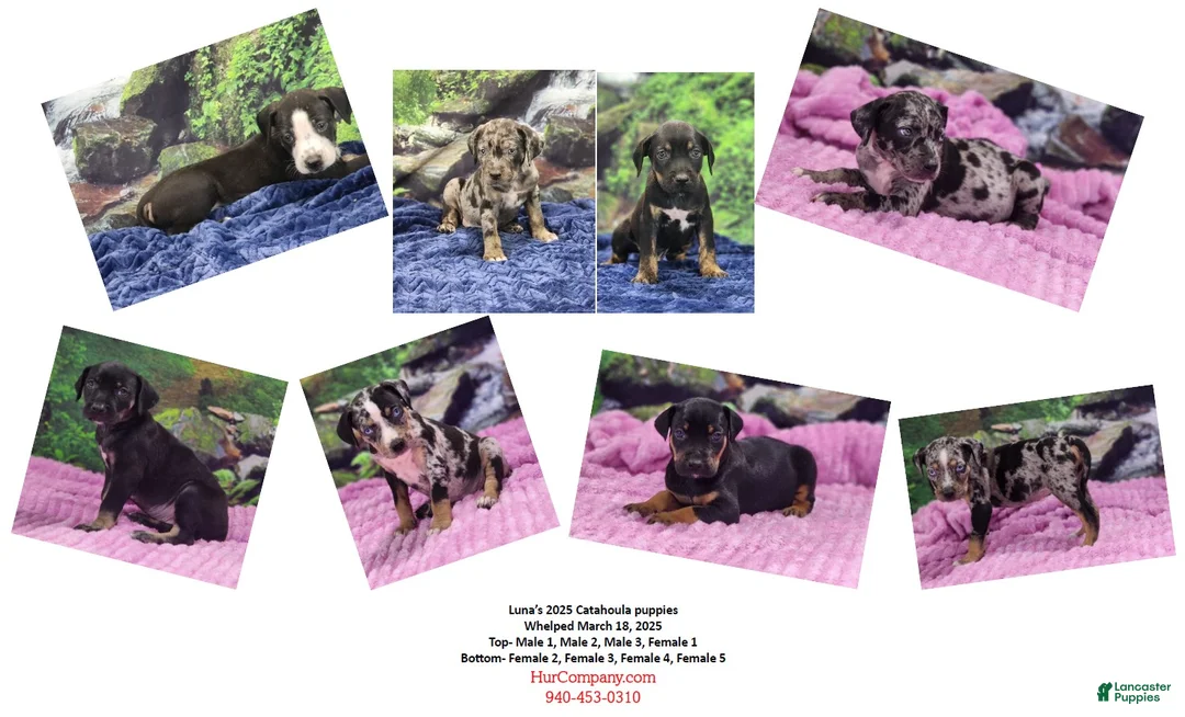 Catahoula Leopard Dog dogs for sale: Luna 2025 Male 1 - Ad 29
