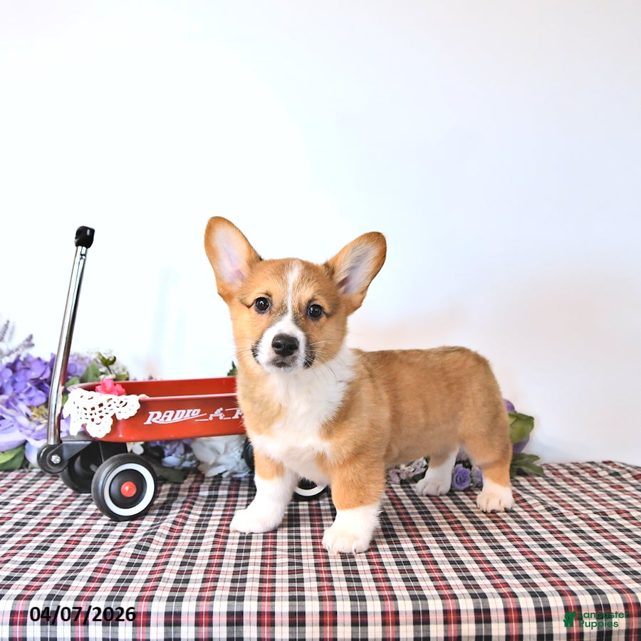 Welsh Corgi Pembroke dogs Bouncer - Ad 1