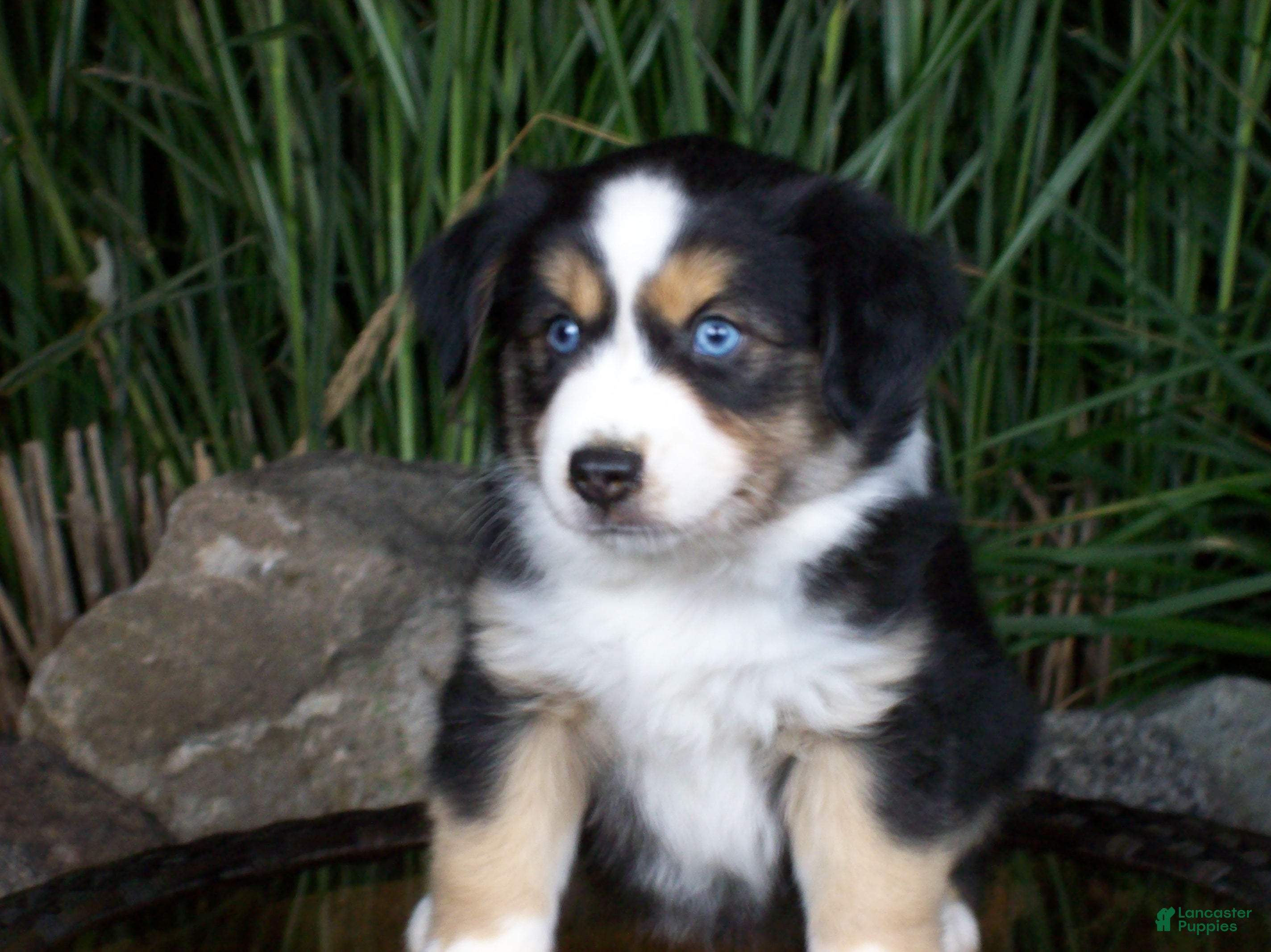 Miniature Australian Shepherd dogs Ryder - Ad 1