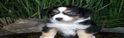 Miniature Australian Shepherd dogs for sale: Ryder - Ad 1