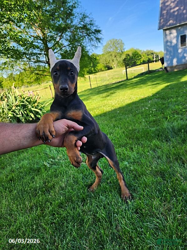 Doberman Pinscher dogs for sale: Roscoe - Ad 8