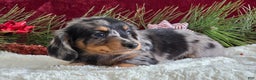 Miniature Dachshund dogs for sale: Korey - Ad 7