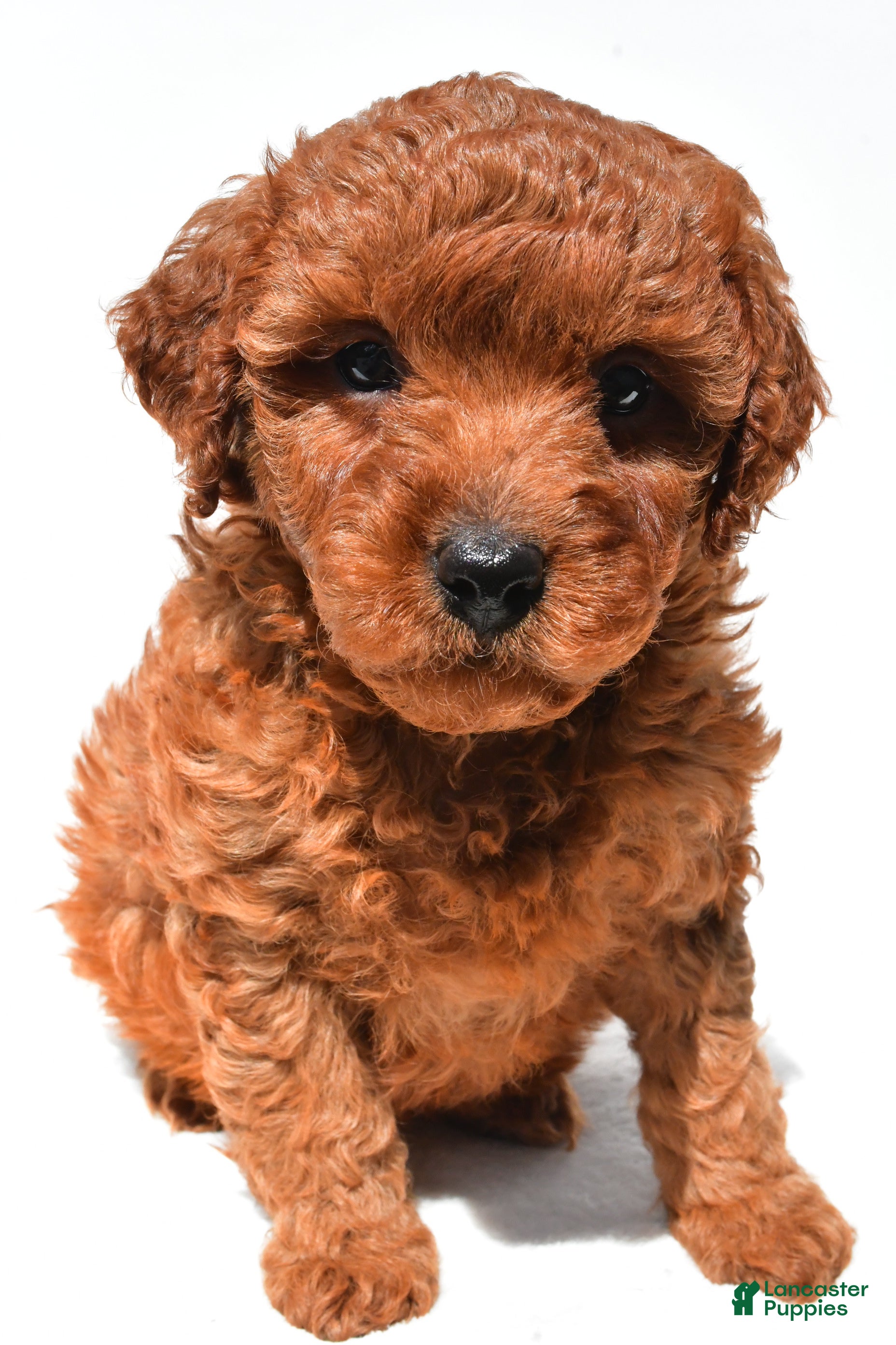 Mini Goldendoodle dogs Fern - Ad 1